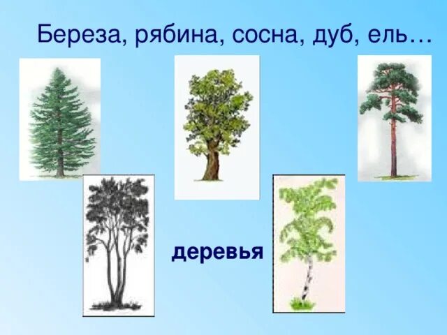 Деревья береза клен рябина. • Береза, дуб, Тополь, клен, сосна, ель.. Ольха береза осина ель сосна. Береза рябина дуб ель клен осина. Клен ель лиственница сосна береза дуб.