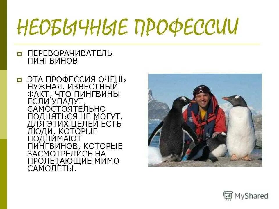 Поднимать пингвинов в антарктиде вакансии. Переворачиватель пингвинов профессия. Антарктида переворачиватель пингвинов. Редкие профессии переворачиватель пингвинов. ПОДНИМАТЕЛЬ пингвинов профессия.