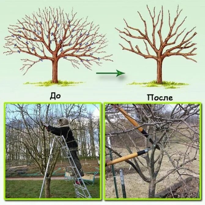 Обрезка плодовых деревьев груши. Схема обрезки плодовых деревьев весной. Обрезка деревьев весной груши. Обрезка груши весной как обрезать дерево правильно. Как ухаживать за грушей