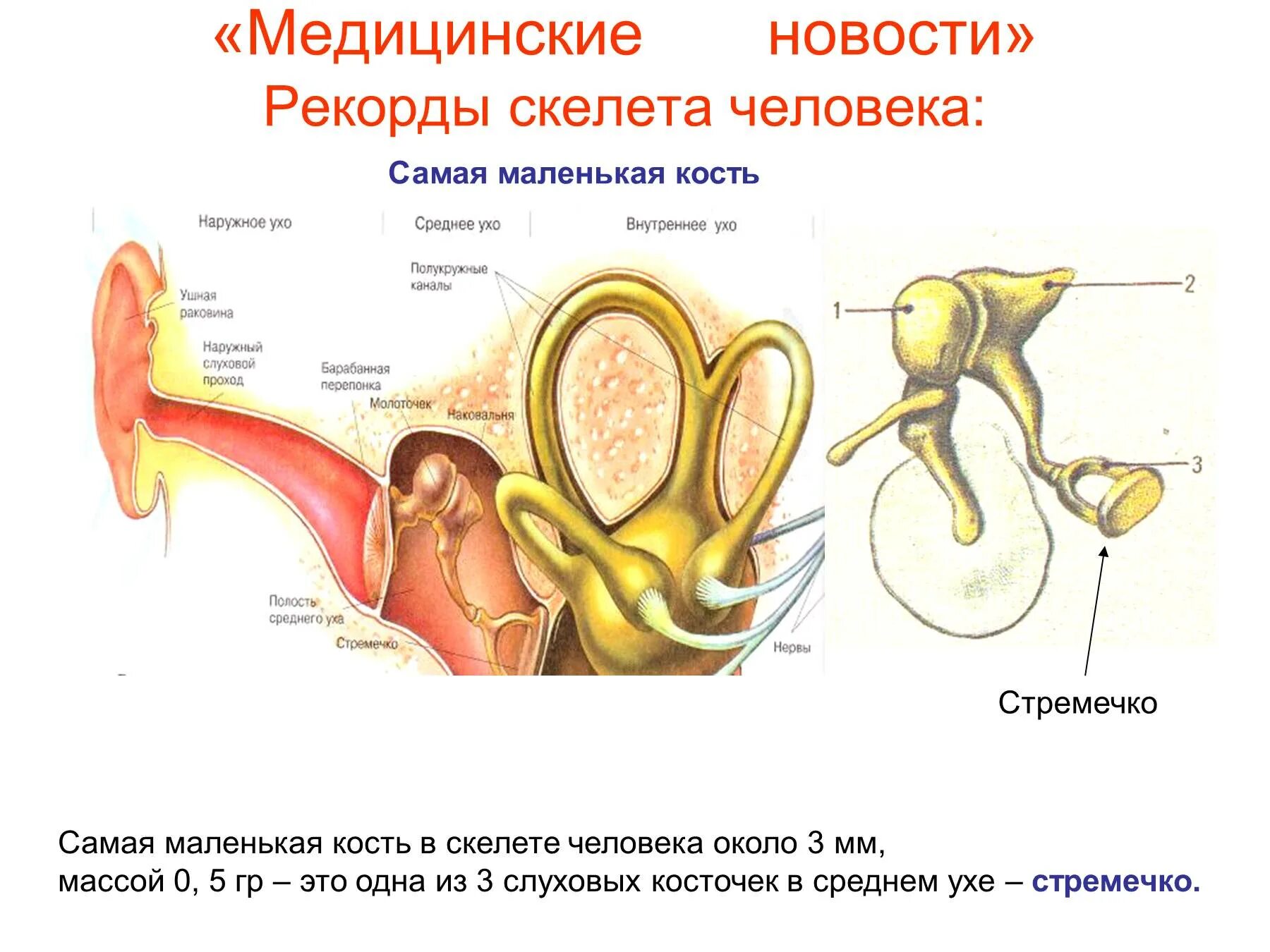 Самая маленькая кость у человека где находится. Самая маленькая кость человека стремечко. Стремечко кости человека. Самая маленькая кость в скелете человека. Самые маленькие косточки в организме человека.