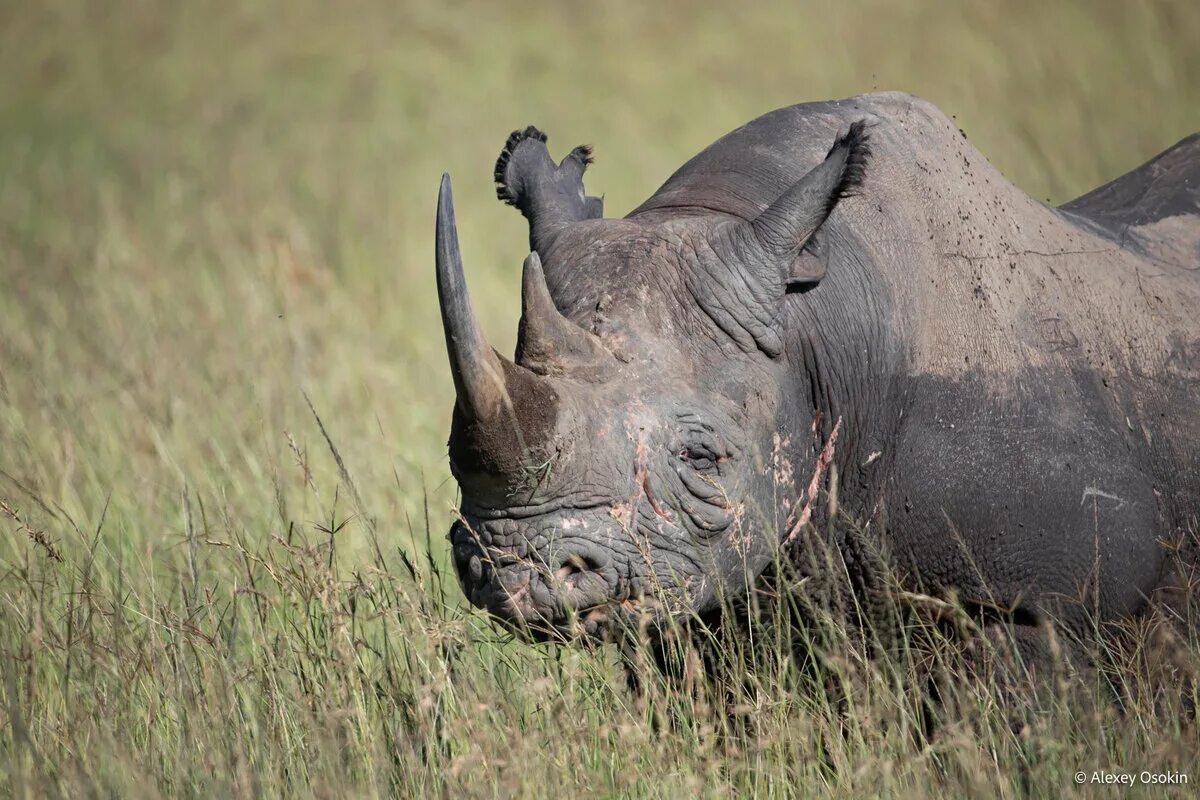 Самые большие животные список. Самое опасное животное в Африке. Крупные животные. Опасные животные носорог. Огромные животные.