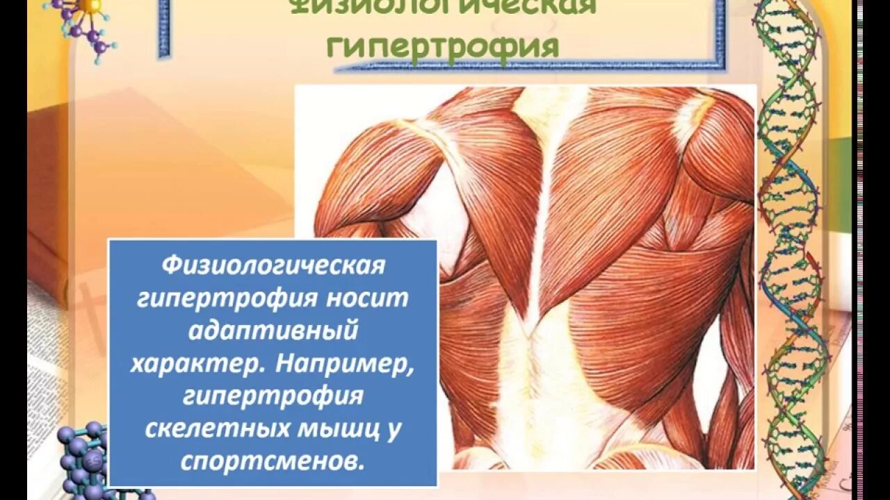 Наибольшая гипертрофия мышц наблюдается при нагрузках. Физиологическая гипертрофия. физиологическая гипертрофия мышц. рабочая гипертрофия мышц. гипертрофия скелетных мышц.