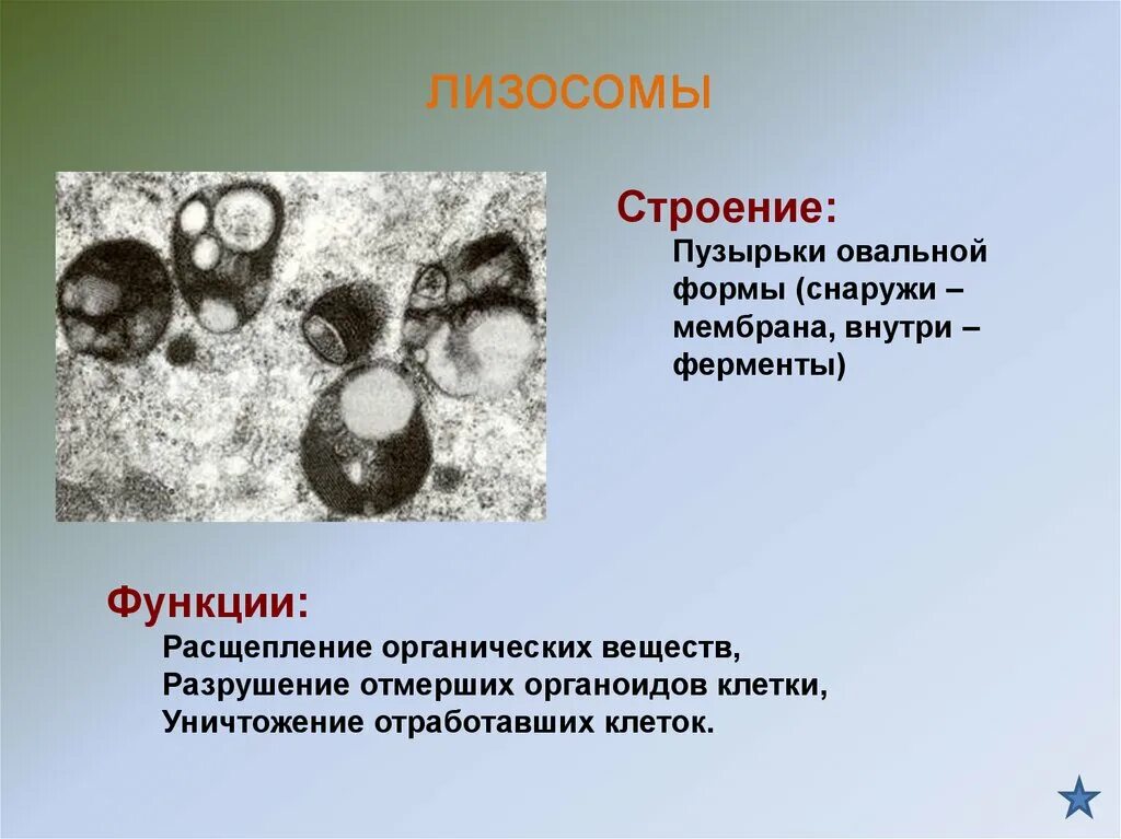 Митохондрии лизосомы функции. Лизосомы строение и функции. Структура лизосомы. Строение органоида лизосомы.