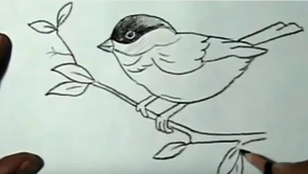 воробей карандашом. воробей рисунок карандашом. рисование воробья. воробей рисунок. нарисовать рисунок воробей 3 класс.