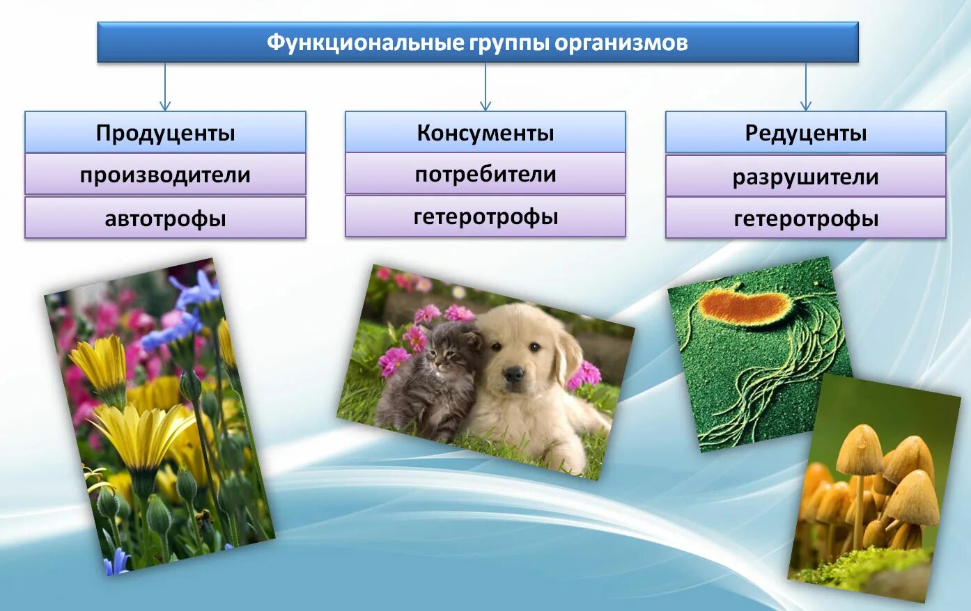 Группа организмов производители. Установите соответствие продуценты консументы редуценты. Что идёт после консументов. Установите соответствие продуценты консументы редуценты. Установите соответствие продуценты консументы редуценты.
