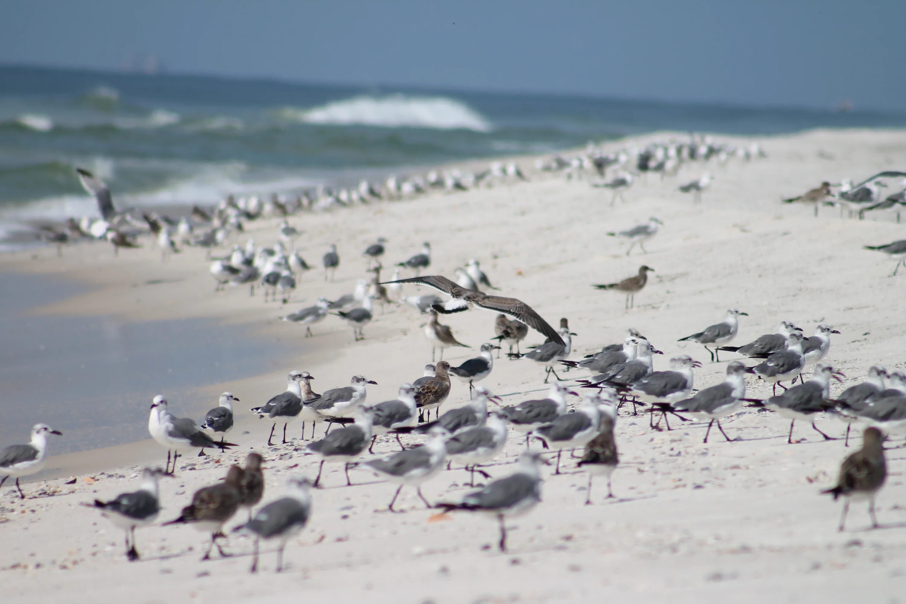 Птицы живущие на берегу. Альбатрос на финском заливе. Птицы побережий. Чайки на пляже. Птицы на берегу моря.