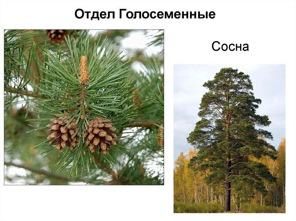 Изображение коры хвойных деревьев произрастающих в югре