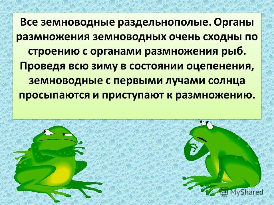 Объясните происхождение земноводные