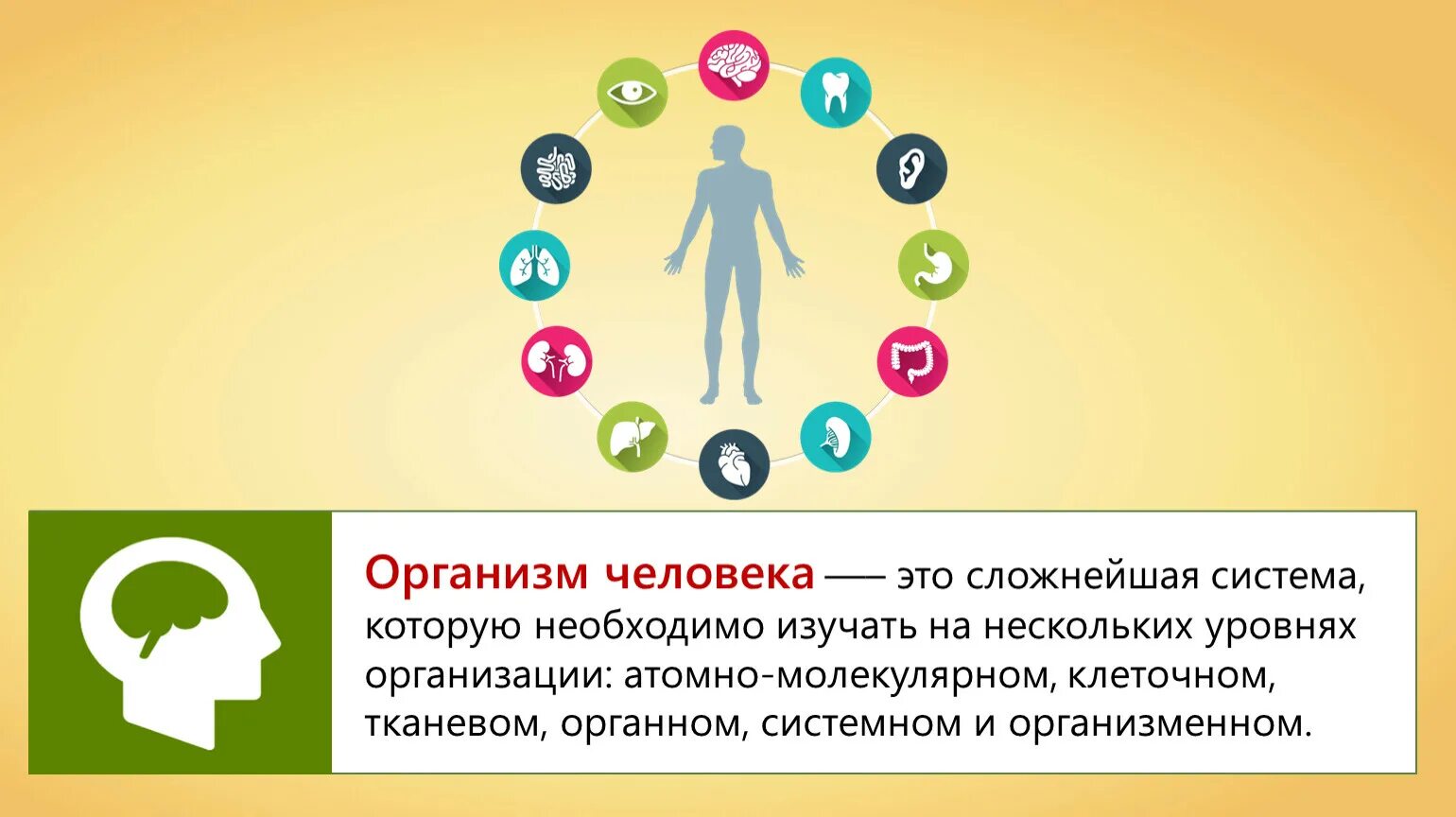 Тело управляет человеком. Организм человека. Человек сложная система. Организм человека сложная система. Таблица организм человека как Единая система.