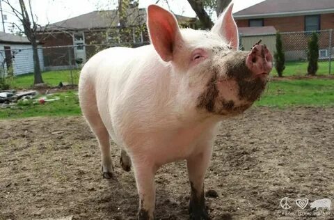 Pig wiki