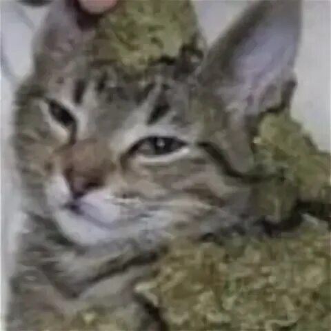 Weedcat ссылка
