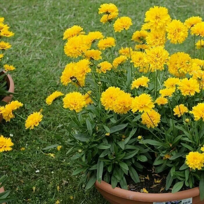 кореопсис крупноцветковый "эрли санрайз". кореопсис санрайз. кореопсис махровый. кореопсис махровый. кореопсис санрей.