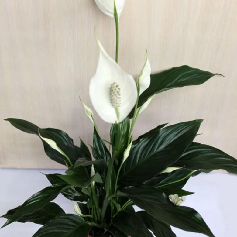 Спатифиллум. Спатифиллум уоллиса (spathiphyllum wallisii). Белокрыльник спатифиллум. Спатифиллум. Спатифиллум.