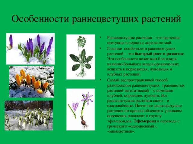 Какие условия необходимы для раннецветущих растений