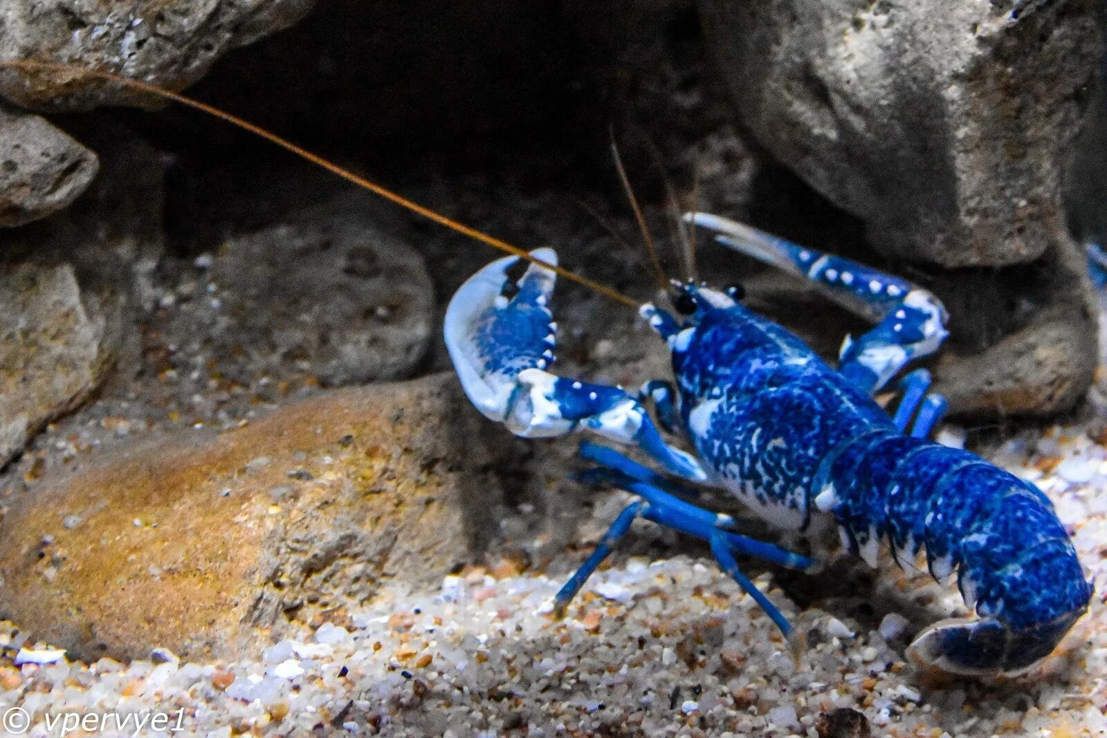 Почему рак синий. Procambarus cubensis. Cherax tenuimanus. Омары в аквариуме. Рачки крымские.