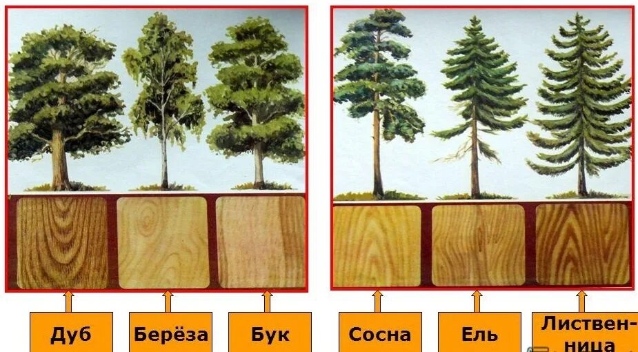 Хвойных древесных пород. Породы дерева кедр липа. Разница древесины лиственница сосна кедр ель. Твёрдые лиственные породы древесины. Лиственные породы древесины? Сосна пихта бук кедр дуб.