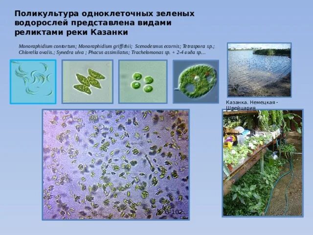 Культивирование одноклеточных зеленых водорослей. Одноклеточные зеленые водоросли. Зеленые водоросли культивирование. Культивирование одноклеточных зеленых водорослей технология.
