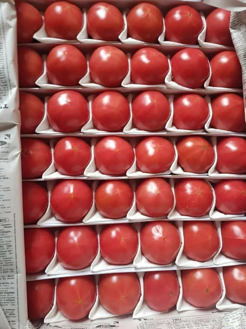 томат розовый пинк парадайз f1.