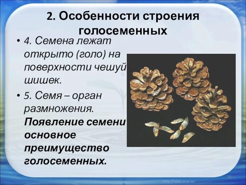 Строение голосеменных и покрытосеменных. Особенности строения голосеменных. Характеристика голосеменных. Особенности строения голосемкйе. Характеристика голосеменных растений.