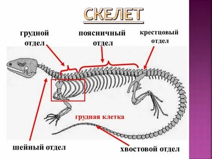 Значение скелета змеи