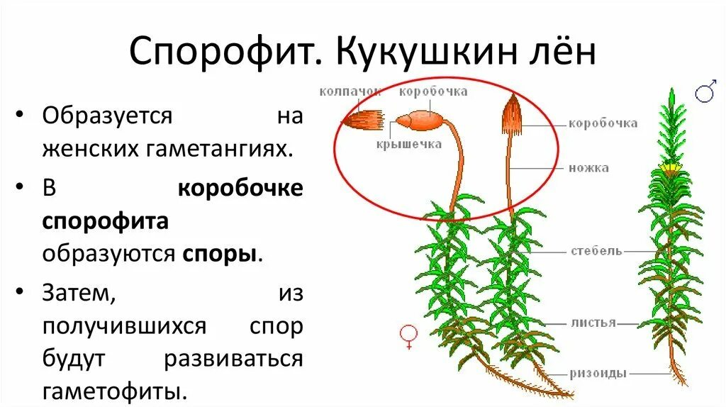 Кукушкин лён мужской и женский гаметофит. Кукушкин лен гаметофит или спорофит. Строение спорофита Кукушкина льна. Кукушкин лен строение спорофита. Характеристика гаметофита и спорофита