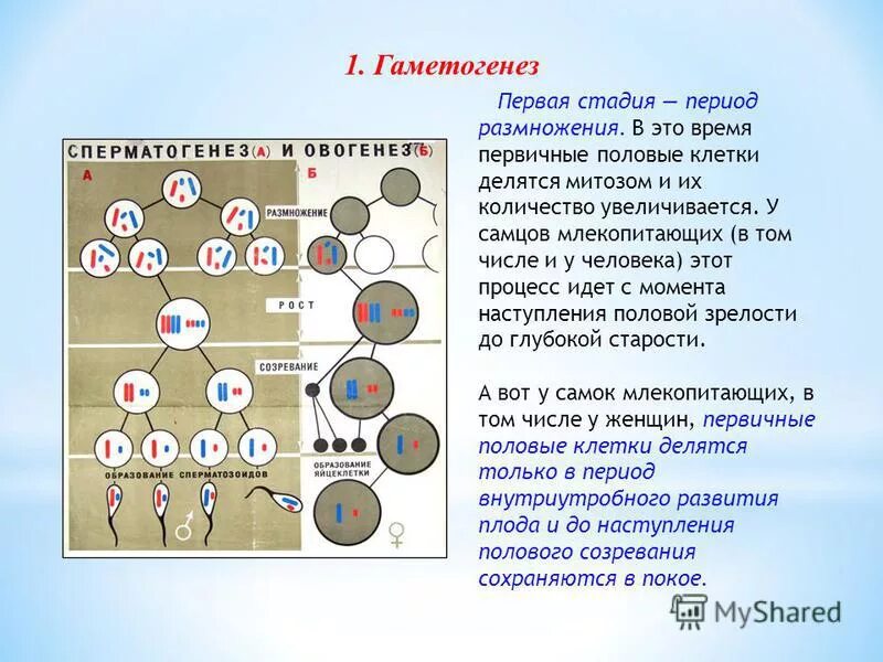 Гаметогенез тест 10