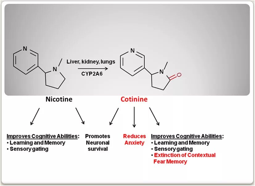 Метаболизм никотина схема. Котинин. Никотин котинин. Никотин в котинин реакция.