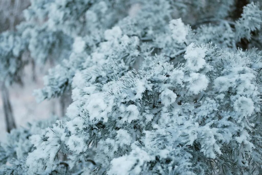 Утро первый снег. Доброе утро выпал снежок. Когда выпадет снег. Наутро выпал снег поэтому волга стала. Моздок зима.