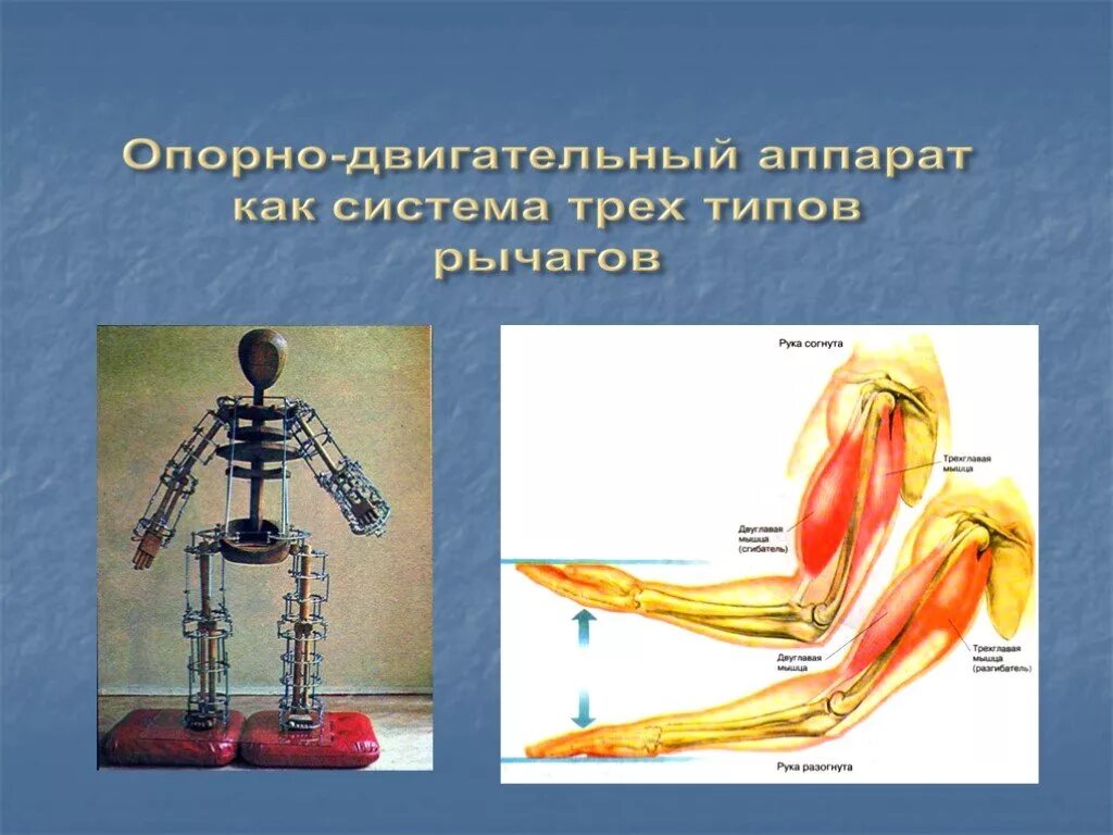 Связанных с опорно двигательным. Опорно-двигательная система человека. двигательный аппарат. системы опорно-двигательного аппарата. опорно двиг аппарат.