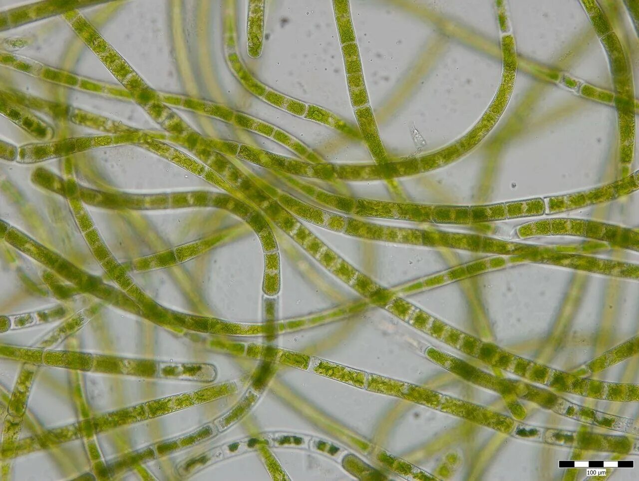 Лабораторная водоросли