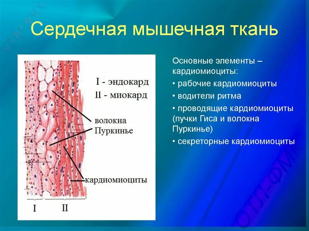 Волокна поперечно полосатой мышечной ткани ядра. Эндокард миокард атипичные кардиомиоциты гистология. Строение сердечной мышечной ткани гистология. Гистология проводящие сердечные кардиомиоциты. Поперечнополосатая сердечная мышечная ткань клетки.