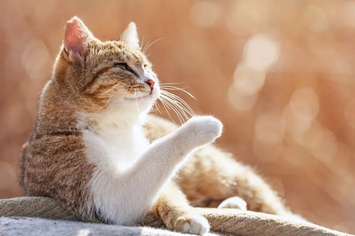 Grateful cat