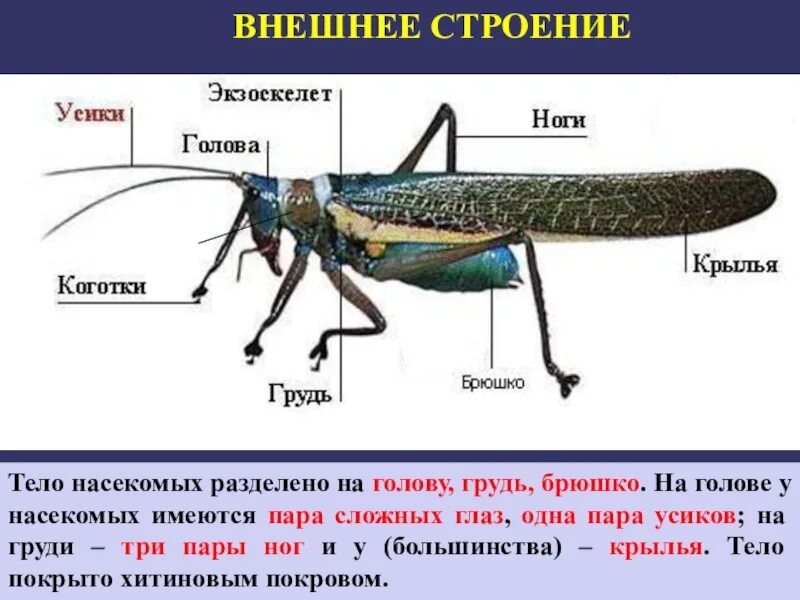 Строение тела класс насекомые. Класс насекомые внешнее строение. тело насекомых разделено на. строение груди насекомых. внешнее строение насекомого брюшко.