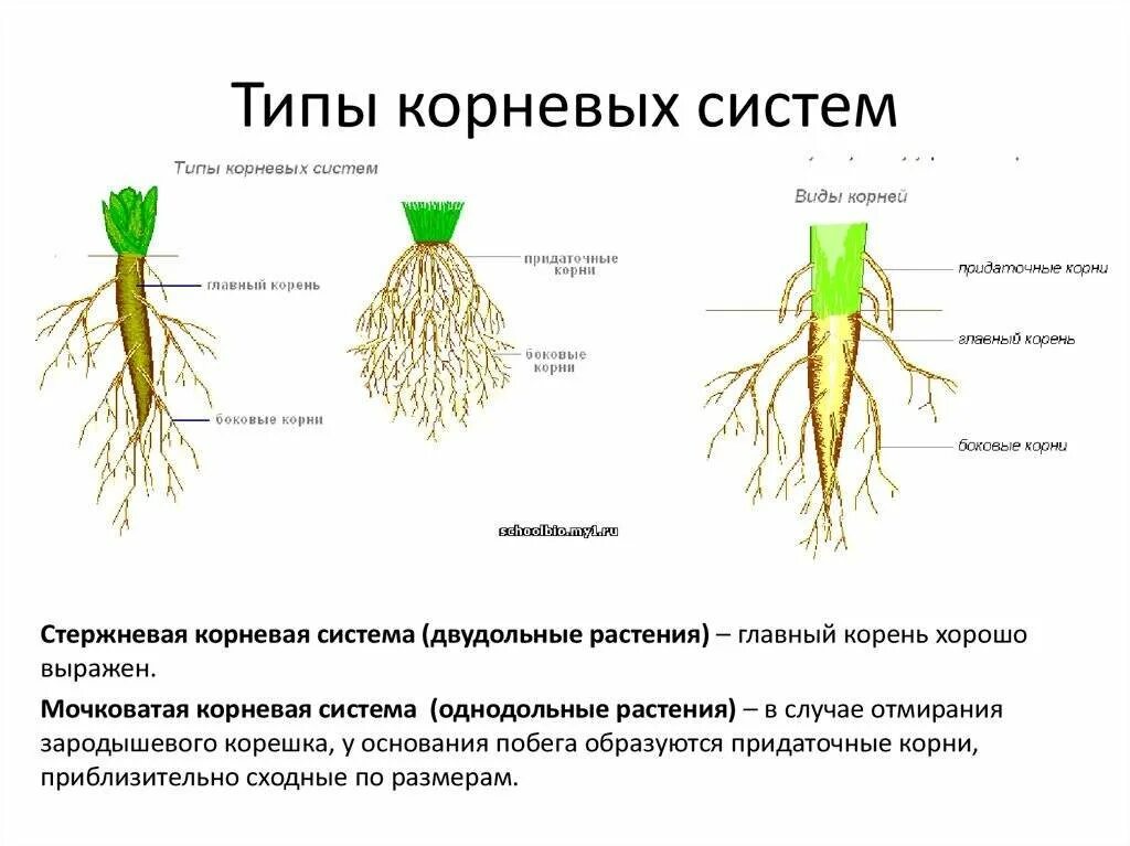 У двудольных растений мочковатая корневая система. Мочковатая корневая система это в биологии 6 класс. Типы корневых систем. Стержневая система корня у двудольных. Строение мочковатой корневой системы.