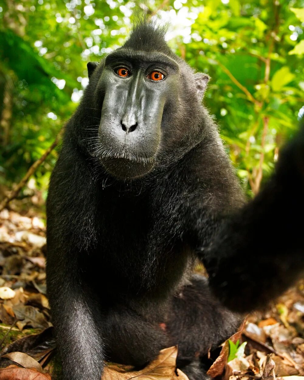 Макаки шимпанзе. Обезьяна хохлатый павиан. Черный хохлатый павиан. Хохлатый павиан Индонезия. Черный макак.