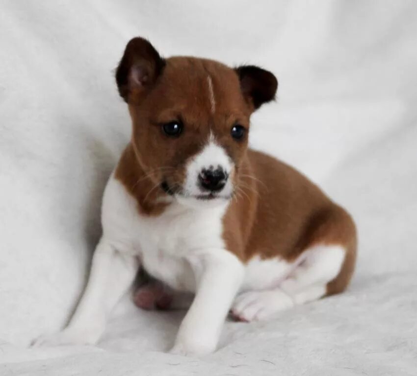 щенки г пенза