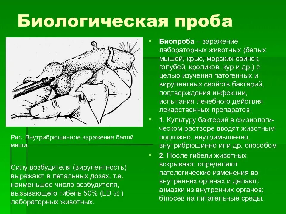 Ботулизм у собак
