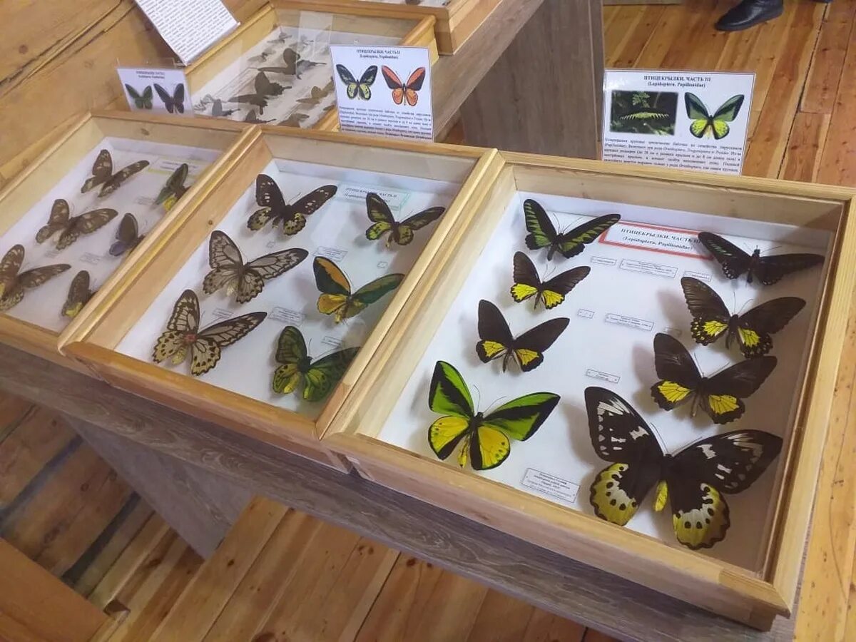 Выставка насекомых. Insectopia  выставка живых беспозвоночных. выставка насекомых барановичи. выставка букашки. выставка бабочек.