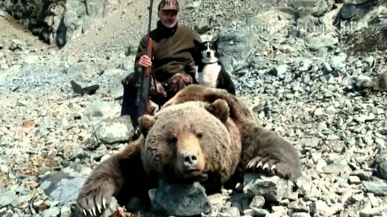 Покажи видео про медведей