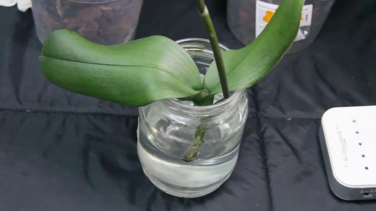 Как оживить корни орхидеи. Орхидея фаленопсис реанимация.