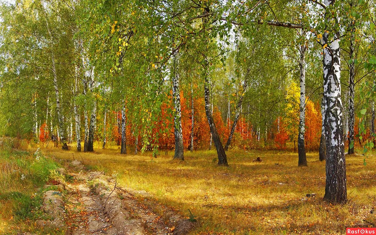 Лес дубрава мордовия. Лесное озеро саранск светотехстрой. Лесное фото саранск. Лесное фото саранск. Лесное фото саранск.