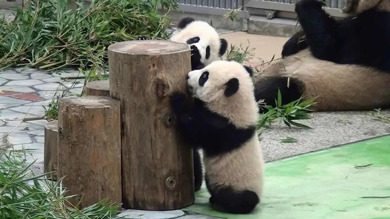 Гифы Панда. Анимационные панды. Панда гифки смешные.