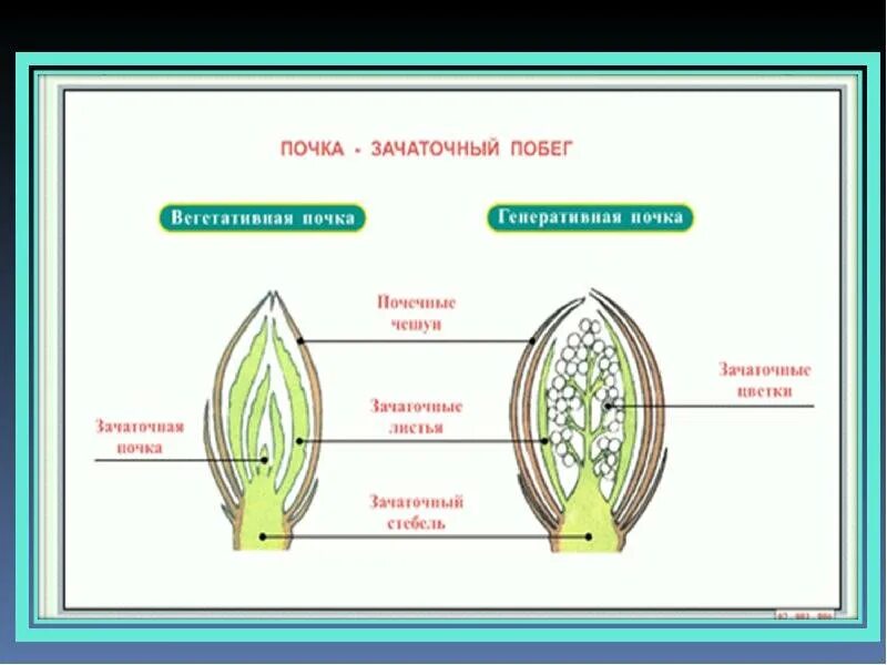 Изображение генеративной почки. Зачаточный стебель у генеративной почки. Рис строение почек растений. Строение почки растения 5 класс биология. Строение листовой почиу.