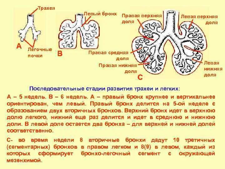 Стадии развития легких. Правая и левая доли бронха. Источник развития легких. Источник развития бронхов.