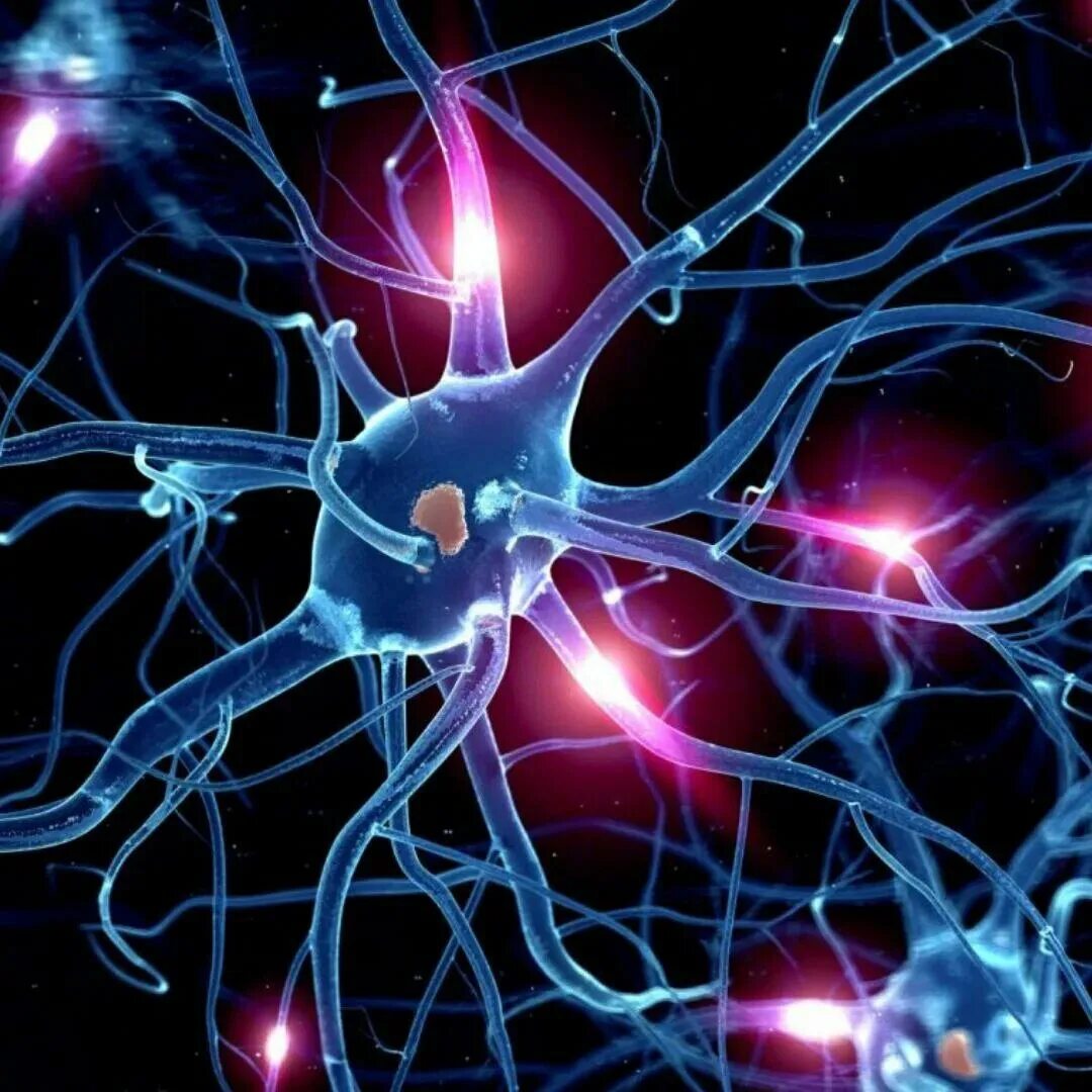 Включает несколько слоев нейронов. Нейронные связи и синаптические связи. Нервная клетка. Нейроны мозга. Нейронные клетки мозга.