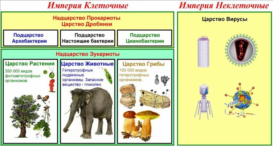 Формы жизни прокариоты