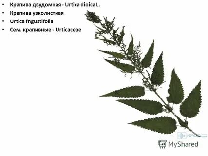 Крапива двудомная систематика