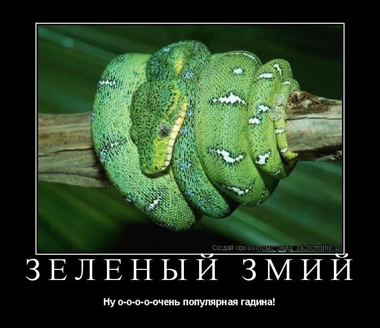 Зеленые шутки. Демотиваторы змеи. Демотиваторы со змеями. Зеленый змий. Зеленый змий смешное.
