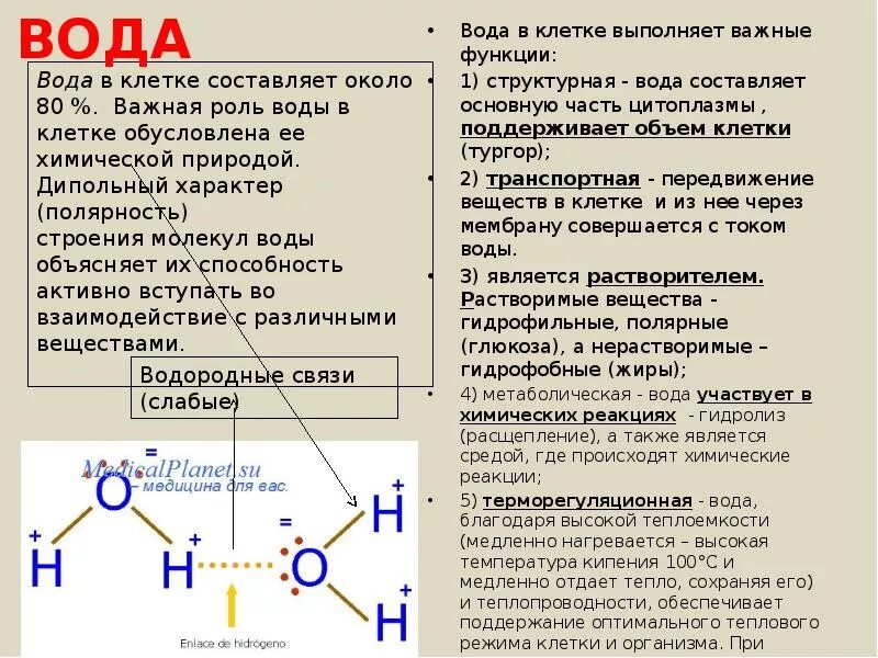 Которые также выполняют функцию. Которые также выполняют функцию