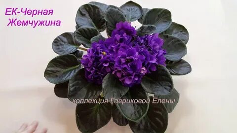 Фиалка жемчужина коллекции